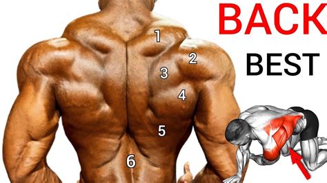 Gym Workout Videos Back Workout Gym Workouts Build Big Exercise