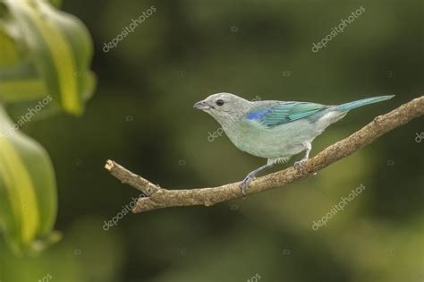 Tanager Blue-gray — Stock Photo © bberry #58307749