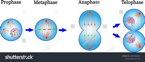 Mitosis Phase Diagram Prophase Metaphase Royalty Free Stock