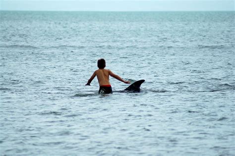 With Moko The Dolphin Dolphins Swimming Places