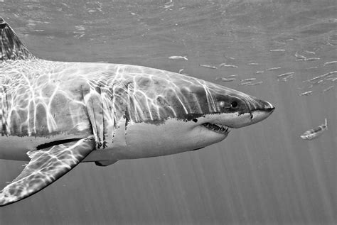 Sharks The Great White Great White Shark Human Target Underwater