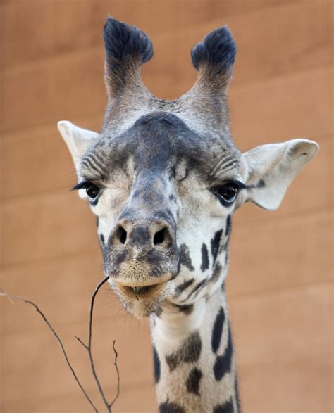 Giraffes in African Lodge Setting at Zoo · Free Stock Photo