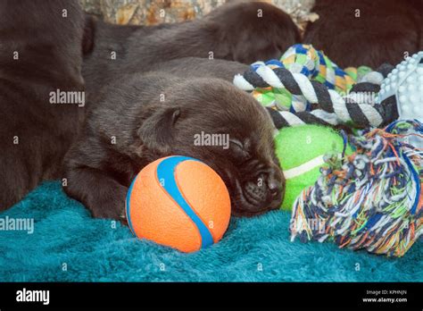 Sleeping Labrador Retriever Puppies Stock Photo - Alamy