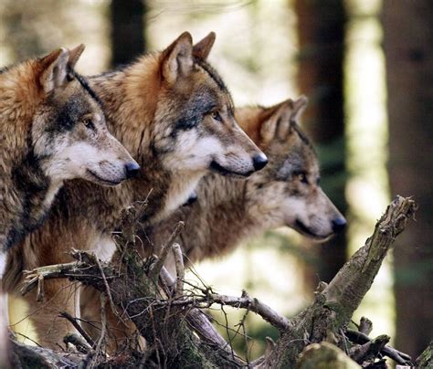 A beautiful photo of a wolf pack. : pics