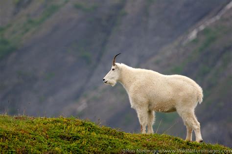 Kenai Fjords National Park | Photos by Ron Niebrugge