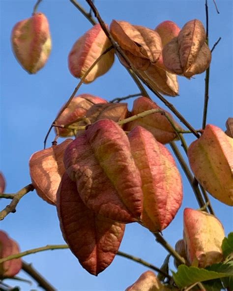 Koelreuteria Paniculata Golden Rain Tree Seed Pods Tree Seeds