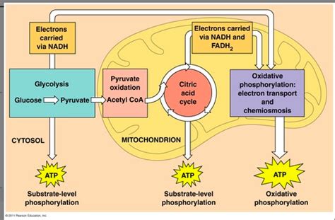 Cellular Respiration Diagram Quizlet