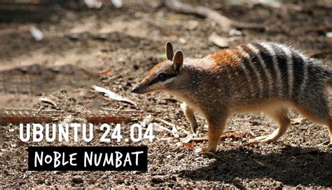 Ubuntu 24 04 Noble Numbat Opens For Development Omg Ubuntu