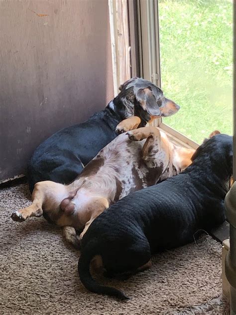 Just watching traffic : r/WhatsWrongWithYourDog