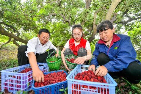 浙江长兴：帮扶杨梅 抢鲜上市 人民图片网