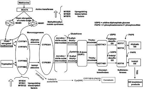 Outline Of Glucosinolate And Camalexin Biosynthetic Pathways In A