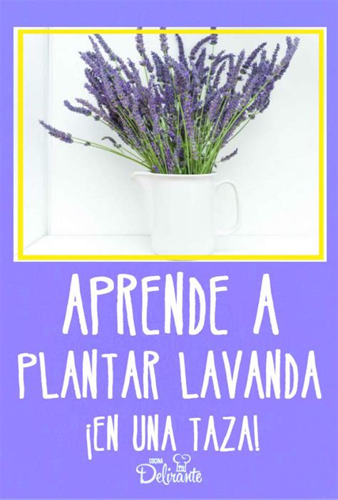 Aprende A Plantar Lavanda En Una Taza Y Perfuma Tu Hogar Plantas De