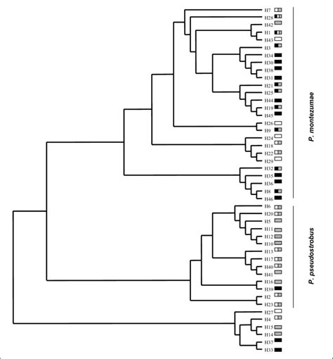 Relaciones Geneal Gicas De Los Haplotipos Cpssr Con Base En El M Todo