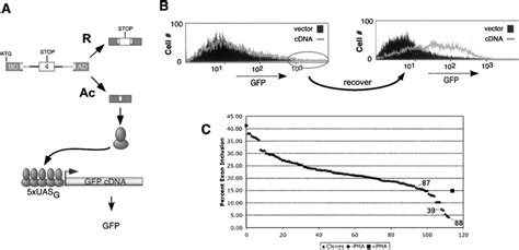 Dual Reporter Assay Of Cd45 Splicing Identified Clones With