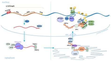 LINE1 Retrotransposons Encyclopedia MDPI