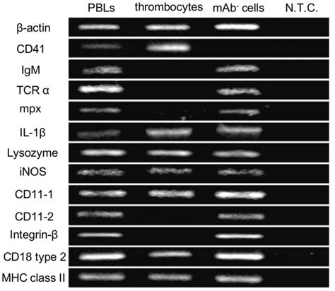 Gene Expression Profiles Of Common Carp Thrombocytes And Other