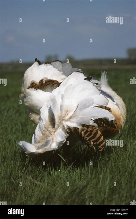 Great Bustard Display Hi Res Stock Photography And Images Alamy