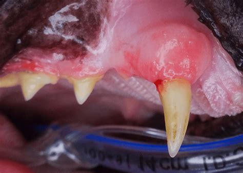 Feline Periodontal Disease: A Vet's Guide (2025)