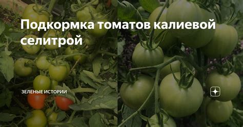 Подкормка томатов калиевой селитрой | Зелёные истории | Дзен