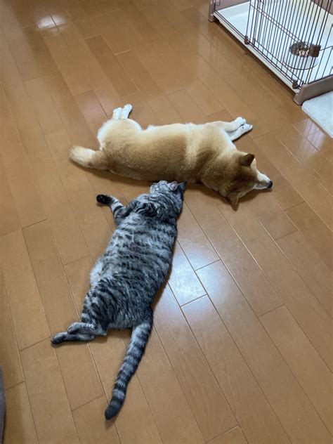 猫の日ニャのだ リンネ