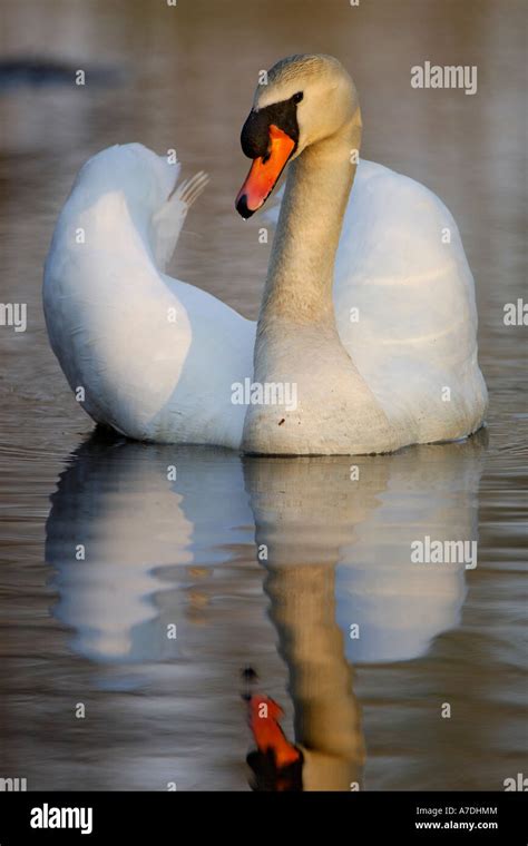 Hoeckerschwan Cygnus Olor Mute Swan Europe Europa Stock Photo Alamy