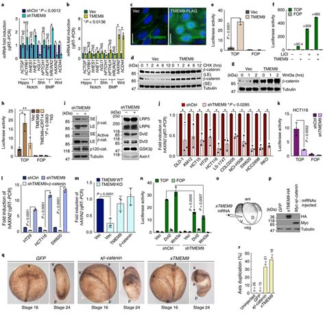 Activation Of Wnt Catenin Signalling By Tmem A B Screening Of Cell