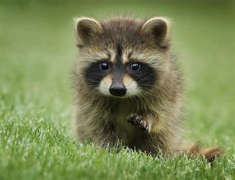 Raccoon Facts About Our Masked Neighbors