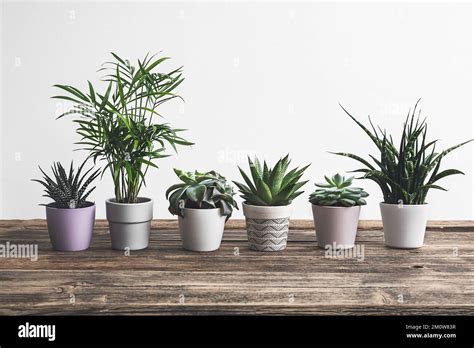 Diferentes plantas de casa en la antigua mesa de madera jardinería en