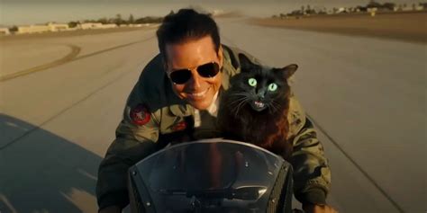 Top Gun: Maverick Trailer Gets Remade With Cat As Tom Cruise's Wingman