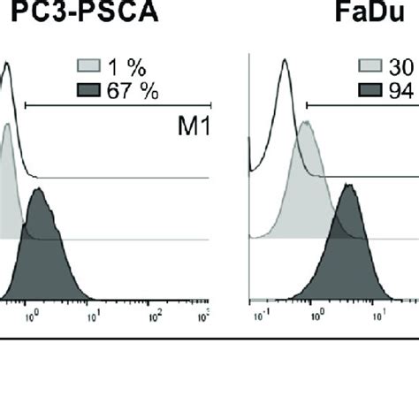 Egfr Expression On Different Human Tumor Cell Lines Analysis Of Cell