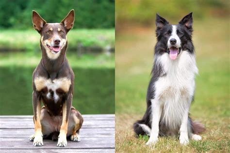 Australian Kelpie Border Collie Mix Info Pictures Facts FAQs More