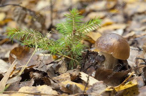 Boletus Edulis Nmente Conocido Como Bollo De Centavo Porcino O