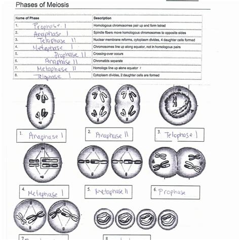 Meiosis Gizmo Answer Key Pdf Free › Athens Mutual Student Corner