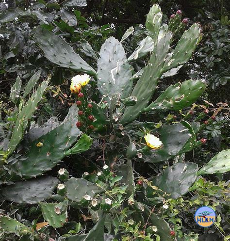 Prickly Pear Opuntia Monacantha Is A Nemba Cat B Alien Invasive Cactus