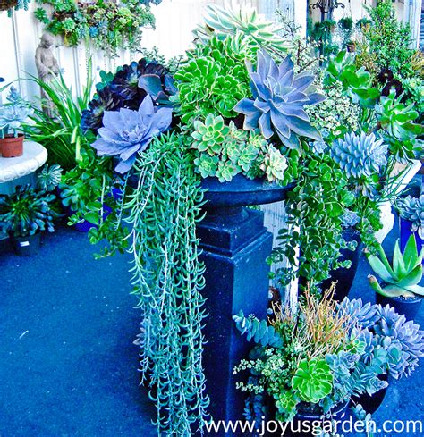 7 Popular Hanging Succulents To Love | Joy Us Garden