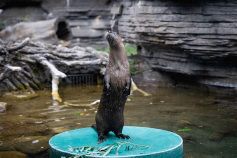 Meet Poppy The Buffalo Zoos Newest River Otter Rotters