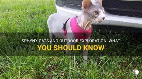 Sphynx Cats And Outdoor Exploration What You Should Know Petshun