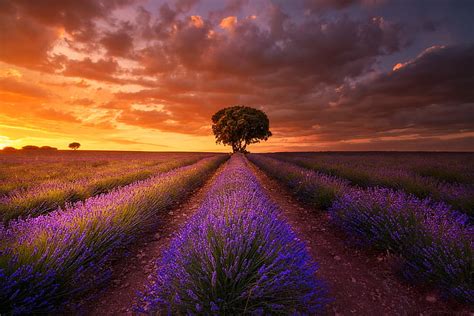 Flores Lavanda Nube Campo Puesta De Sol Fondo De Pantalla Hd