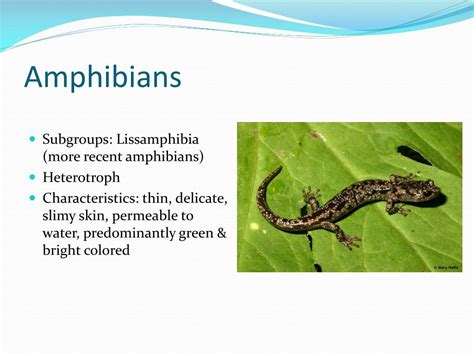 PPT - Amphibians & Reptiles PowerPoint Presentation, free download - ID ...