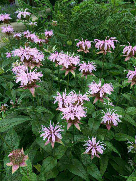 » List of Deer-resistant Plants