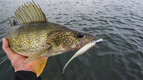 How to Catch Walleye | Best Walleye Fishing Tips - Wired2Fish