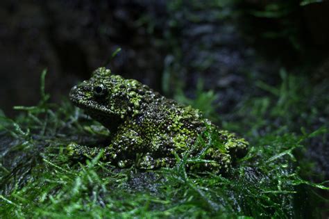 Vietnamese Mossy Frog L Fascinating Our Breathing Planet