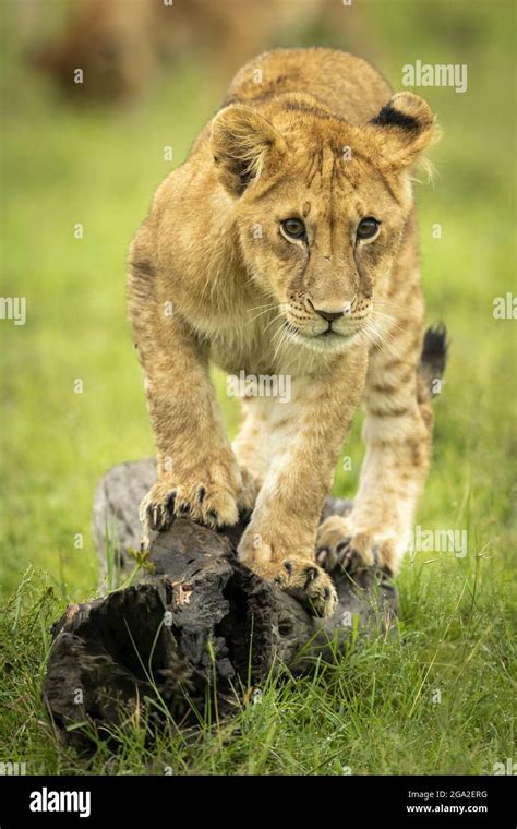 Lion Cub Panthera Leo Leo Balances On A Dead Log Staring Towards The