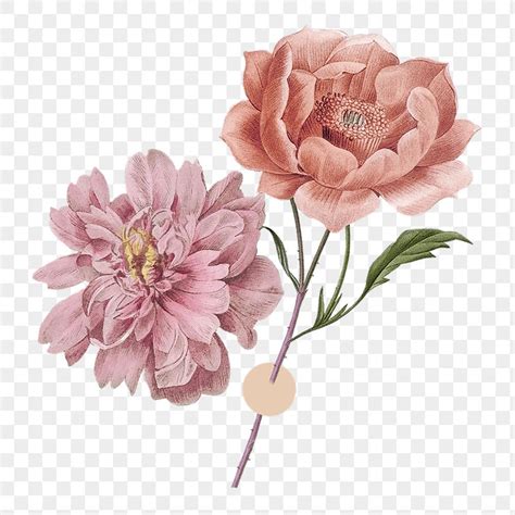 Download premium png of Aesthetic flower png sticker, transparent ...