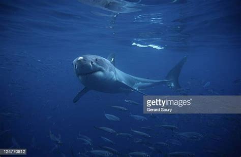 Shark Tracking Device Photos And Premium High Res Pictures Getty Images