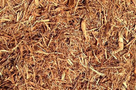 Cedar Mulch In The Garden Uses Pros Cons And Problems 42 Off