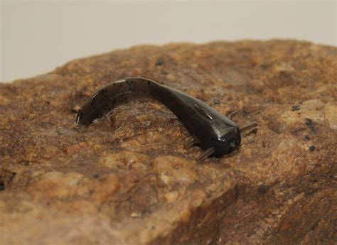 Stonecat 3" 7 pk – Mimic Baits Company