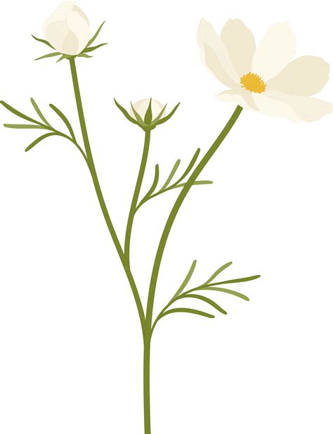 White Cosmos Flower Hand Drawn Illustration 10170369 PNG