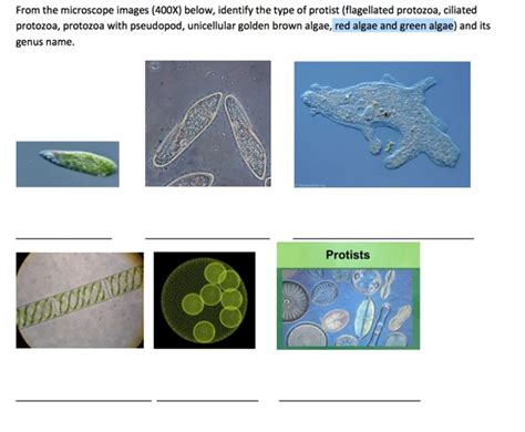 Unlock the Secrets of the Microcosmos – Learn How to Identify Protists ...