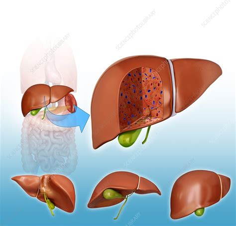 Cross Section Of Liver Illustration Stock Image F012 2072